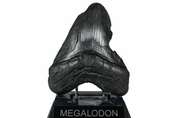 Fossil Megalodon Tooth - South Carolina #360780